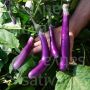Aubergine - Pink Lady - BIO