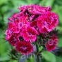 Dianthus barbatus - Duizendschoon 'Oeschberg' - BIODYNAMISCH