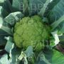 Bloemkool - Verde di Macerata - BIO