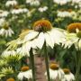 Echinacea purpurea - Zonnehoed 'White Swan' - BIO