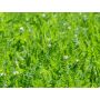 Serradelle - Ornithopus sativus - 50 g - voor 12 m² - BIO