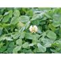 Witte klaver - laaggroeiend - Hebe -15 g - voor 10 m² - BIO