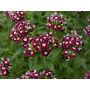 Dianthus barbatus - Duizendschoon 'Chris' - BIODYNAMISCH