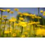 Anthemis tinctoria - Gele kamille - BIODYNAMISCH