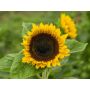 Helianthus annuus - Zonnebloem 'Tamino' - BIODYNAMISCH