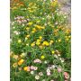 Helichrysum bracteatum monstrosum - Lage strobloem - BIODYNAMISCH