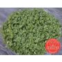 Kiemgroente Broccolikers 25g - BIO