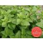Citroenmelisse - Melissa officinalis - BIO