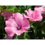 Lavatera trimestris - Grootbloemige lavatera - BIODYNAMISCH
