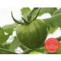Tomaat - Green Zebra - BIO