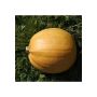 Pompoen - Melonette Jaspée de Vendée - BIO