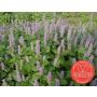 Agastache foeniculum - Dropplant - BIO