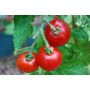 Struiktomaat - Rotkäppchen - BIODYNAMISCH
