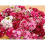 Dianthus barbatus - Duizendschoon - BIODYNAMISCH