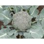 Broccoli - Calinaro - BIO