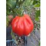 Tomaat - Liguria - BIO