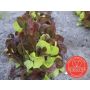 Mesclun Puur sla - BIO