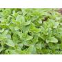 Origanum heracleoticum - Griekse Oregano 'Hera' - BIODYNAMISCH