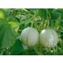 Meloen - Charentais - BIO