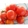Tomaat - Joyau d'Idaho - BIO