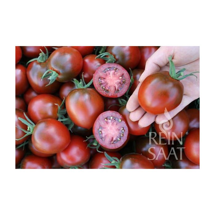 Tomaat Paul Robson biologisch