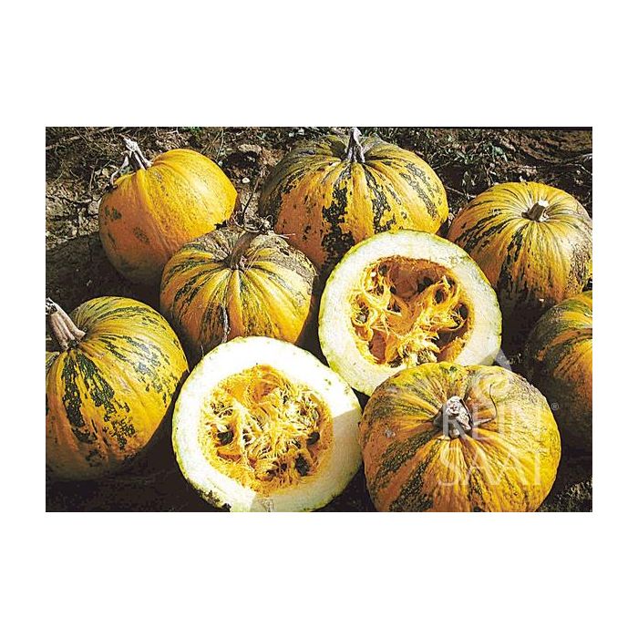 Oliepompoen Retzer Gold biologische zaden nl